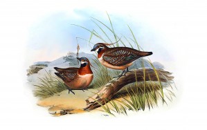 PP Bronze wing Bird_OSG